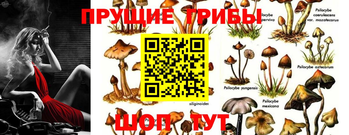 Псилоцибиновые грибы MAGIC MUSHROOMS  Вход с VPN  Новодвинск  Галлюциногенные грибы Psilocybe 
